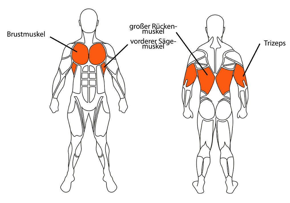 Beanspruchte Muskeln bei Überzügen am Kabelzug