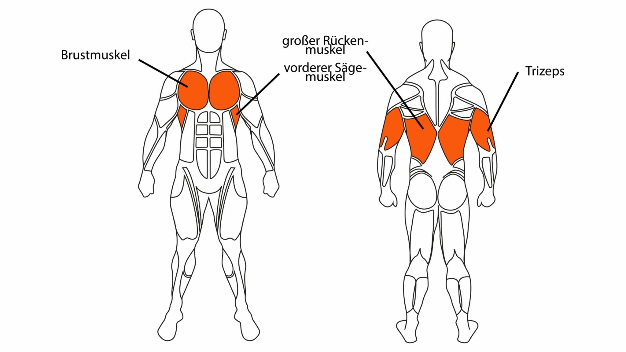 Beanspruchte Muskulatur bei Überzügen mit der Kurzhantel CrimeFood