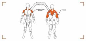 Beanspruchte Muskulatur beim Kurzhantel-Schulterdrücken
