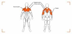 Beanspruchte Muskulatur beim Schulterdrücken an der Multipresse