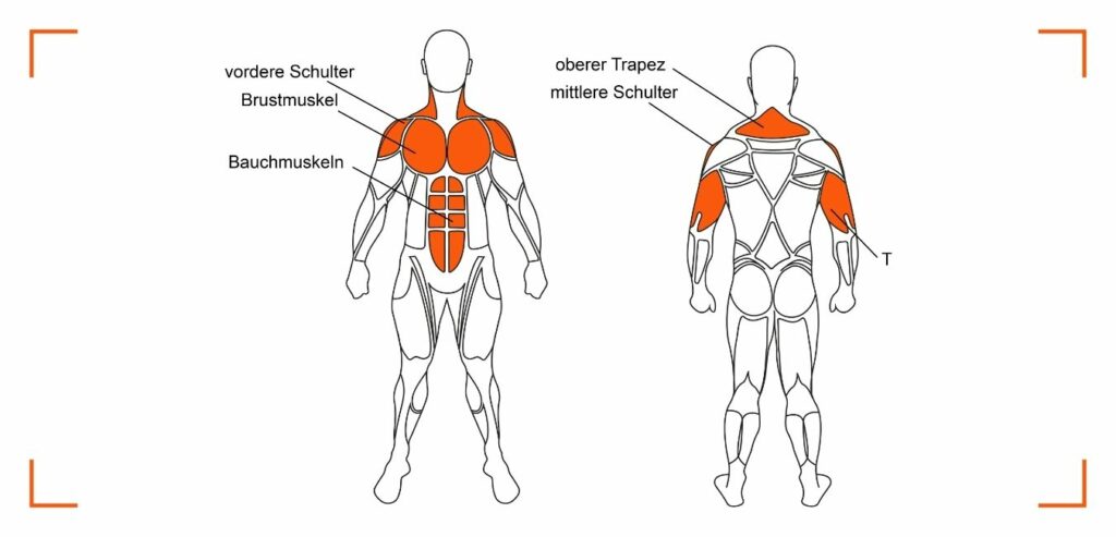 Beanspruchte Muskulatur beim Schulterdrücken