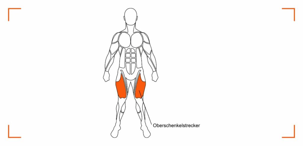 Beanspruchte Muskulatur bei der Beinstrecker-Maschine